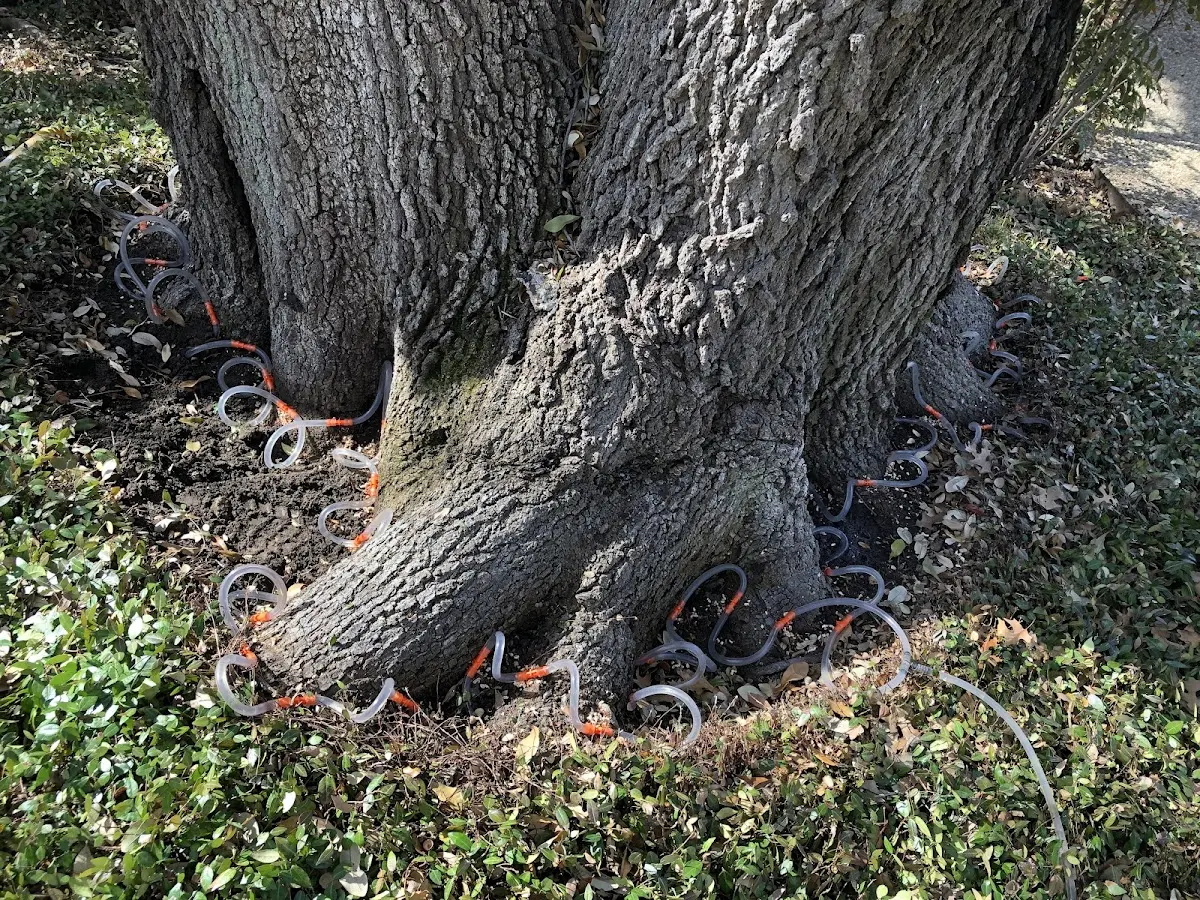 Detailed Tree Cabling and Bracing job site in Gackle